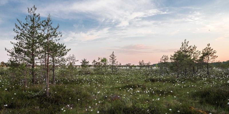 债券投资新视角：如何通过固定收益策略优化您的财富管理组合